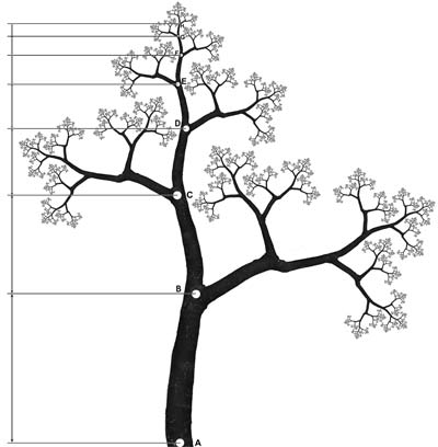 Fractal Trees