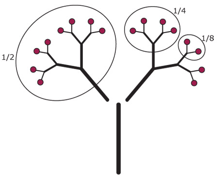 Fraction Tree